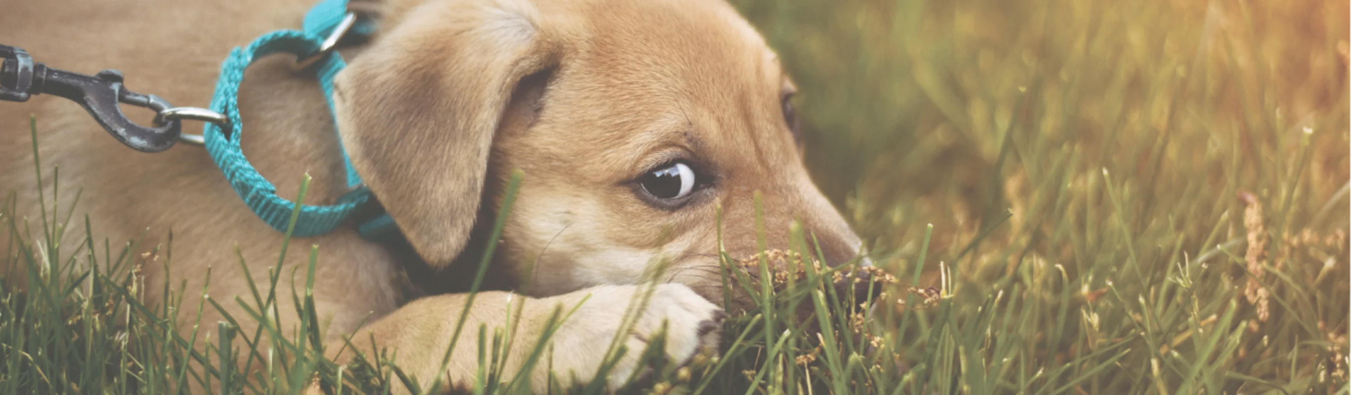 Dog laying in the grass